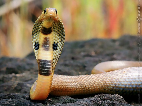 Nằm mơ thấy rắn hổ mang có số gì may mắn có ý nghĩa gì