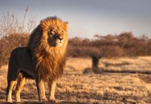 Nằm mơ thấy sư tử là điềm gì: Dấu hiệu sắp đổi vận chăng?