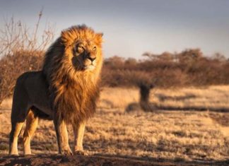 Nằm mơ thấy sư tử là điềm gì: Dấu hiệu sắp đổi vận chăng?