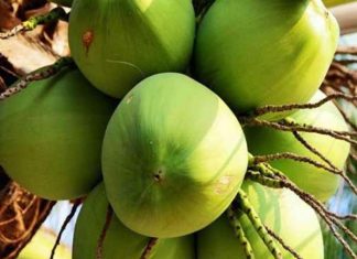 mơ thấy quả dừa