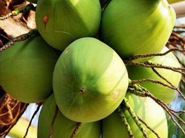 mơ thấy quả dừa