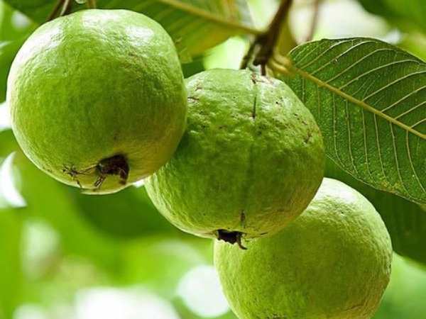 Mơ thấy quả ổi điềm gì theo quan niệm dân gian