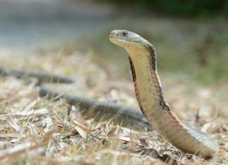 Nằm mơ thấy rắn bò vào nhà có số gì may mắn tài lộc