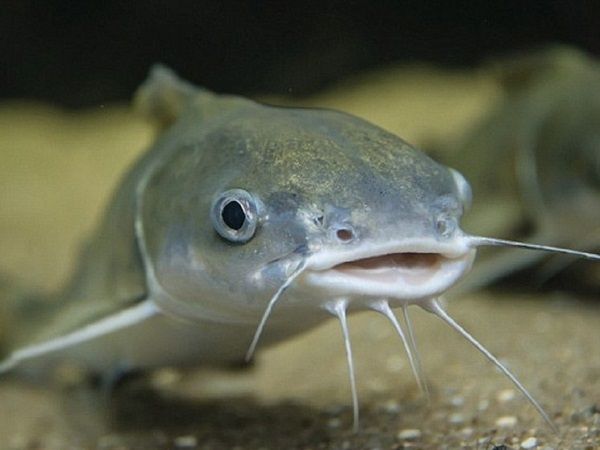 Mơ thấy cá trê bơi trong nước