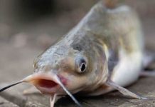 Luận giải vận may mơ thấy cá trê số mấy chuẩn xác nhất