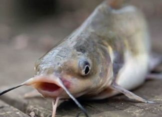 Luận giải vận may mơ thấy cá trê số mấy chuẩn xác nhất