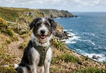 Giải mã giấc mơ thấy con chó là số mấy, điềm gì?