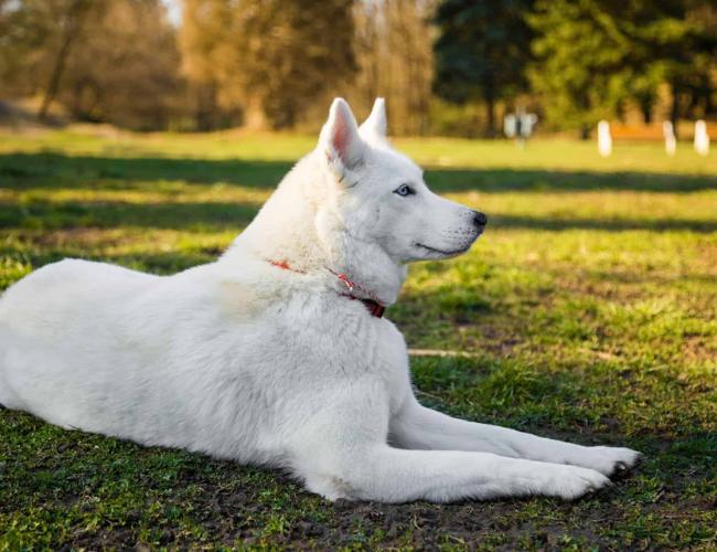 Con chó trong phong thủy có ý nghĩa gì?