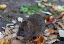 Hé lộ con chuột số mấy và những điềm báo ít ai biết