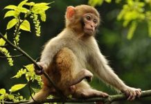 Con khỉ số mấy? Giải mã chi tiết từng giấc mơ thấy khỉ