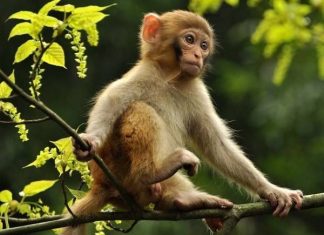 Con khỉ số mấy? Giải mã chi tiết từng giấc mơ thấy khỉ