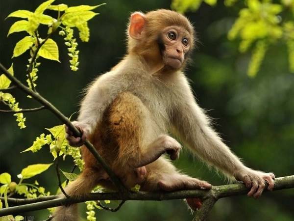 Con khỉ số mấy? Giải mã chi tiết từng giấc mơ thấy khỉ