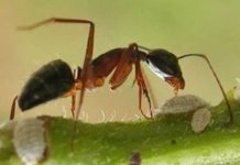 Hế lộ con kiến số mấy và ý nghĩa con số may mắn chính xác