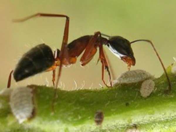 Mơ thấy con kiến chọn số mấy?