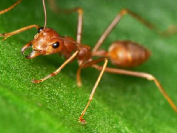 Con kiến số mấy theo quan niệm dân gian