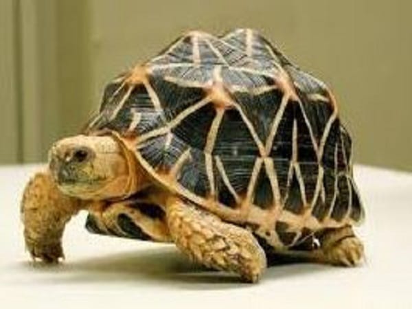 Luận giải con rùa số mấy từng trường hợp