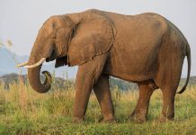 Luận giải mơ thấy con voi số mấy, báo điềm tốt hay xấu?