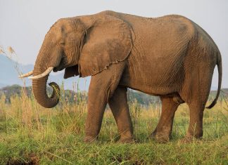 Luận giải mơ thấy con voi số mấy, báo điềm tốt hay xấu?