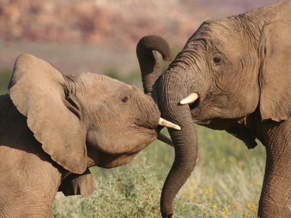 Ngủ mơ thấy con voi to