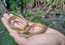 Giải mã con rắn nhỏ số mấy, mơ thấy rắn nhỏ tốt hay xấu?
