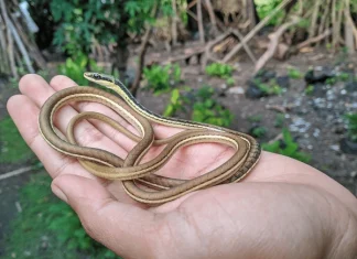 Giải mã con rắn nhỏ số mấy, mơ thấy rắn nhỏ tốt hay xấu?