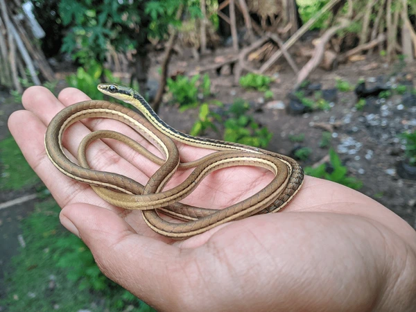 Giải mã con rắn nhỏ số mấy, mơ thấy rắn nhỏ tốt hay xấu?