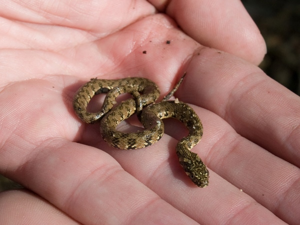 Con rắn nhỏ số mấy trong quan niệm dân gian?