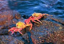 Lý giải ý nghĩa con cua số mấy, số bao nhiêu vượng phát?