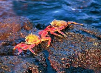 Lý giải ý nghĩa con cua số mấy, số bao nhiêu vượng phát?