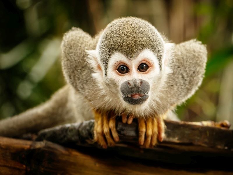 Mơ thấy mình nuôi khỉ