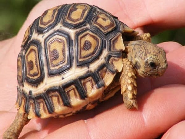 Ý nghĩa biểu tượng của con rùa trong văn hóa